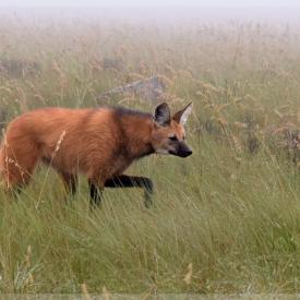 Lobo-guara (Chrysocyon brachyurus)